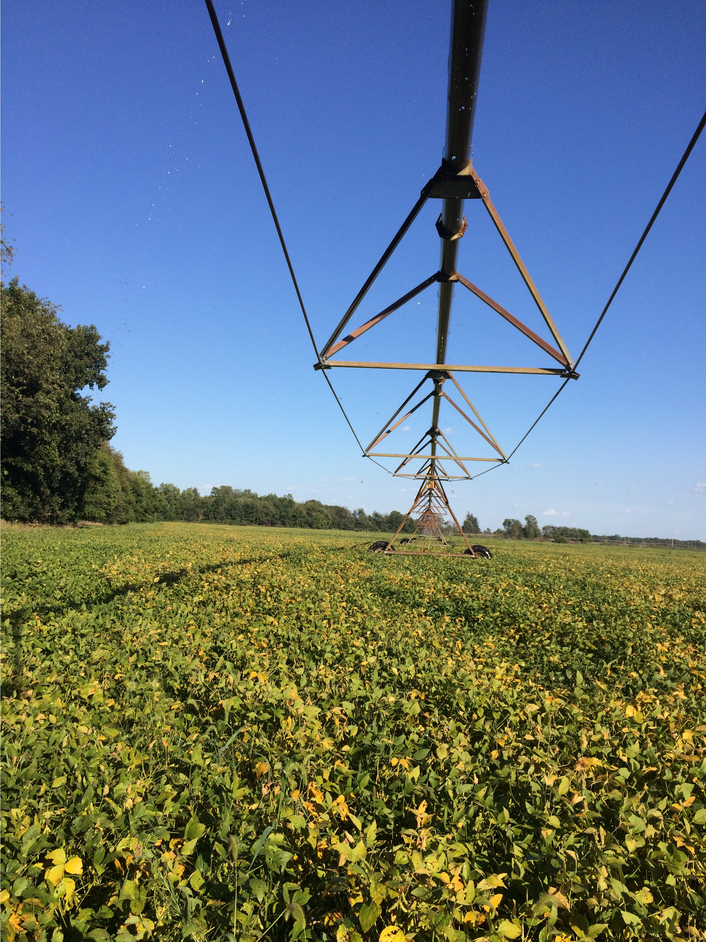 An irrigator sits in the middle of a corn field.